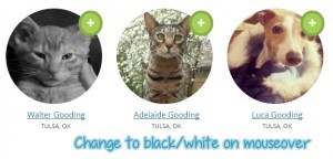 Как создать произвольный каталог членов сообщества в BuddyPress Как создать произвольный каталог членов сообщества в BuddyPress