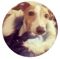 Как создать произвольный каталог членов сообщества в BuddyPress Как создать произвольный каталог членов сообщества в BuddyPress